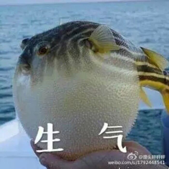 河豚生气