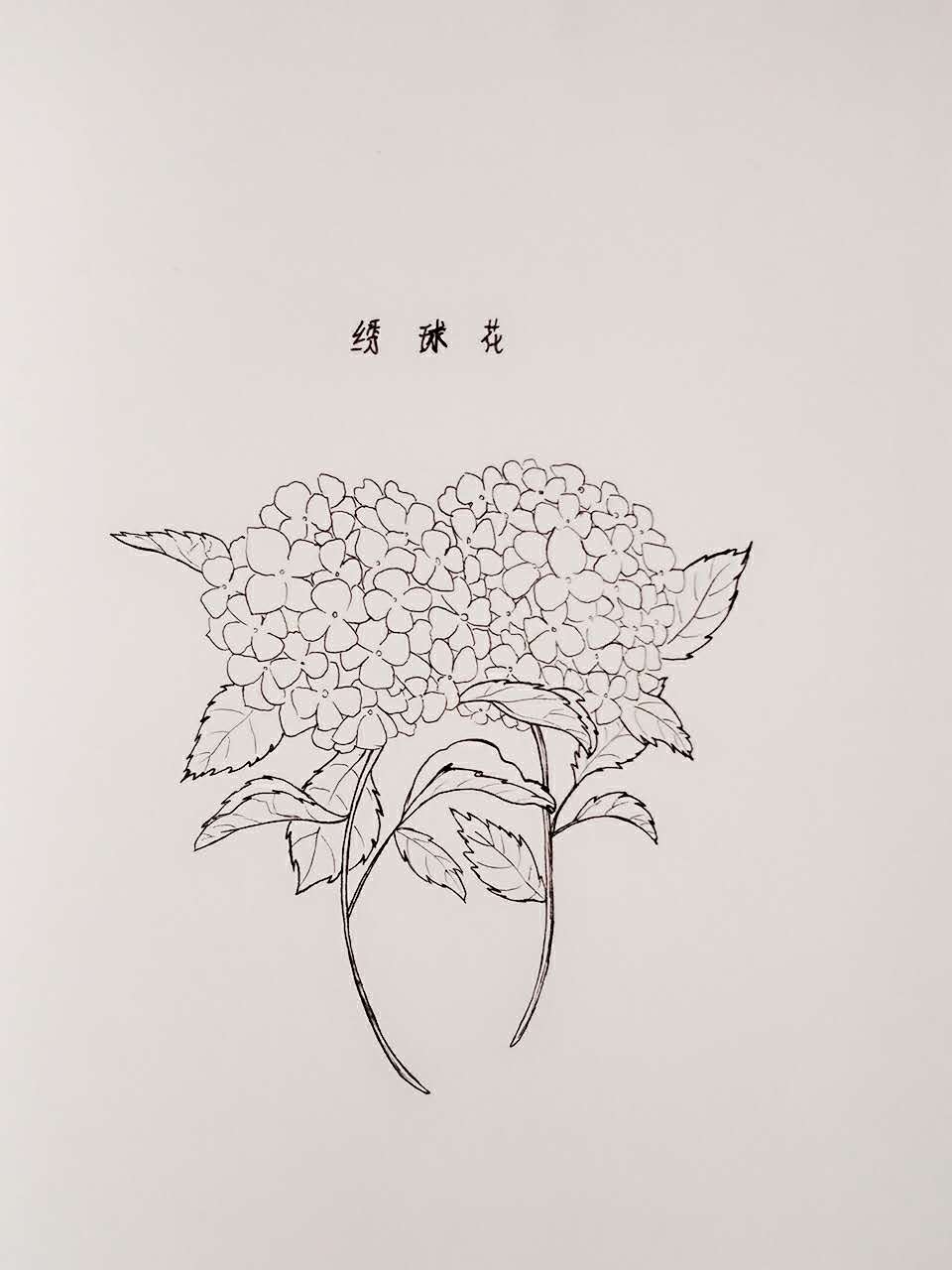 绣球花 