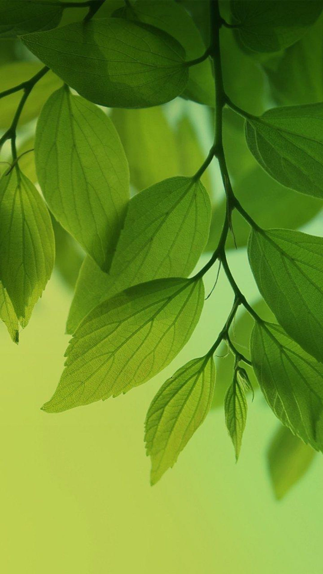 微博壁纸集-风景静物系列手机壁纸