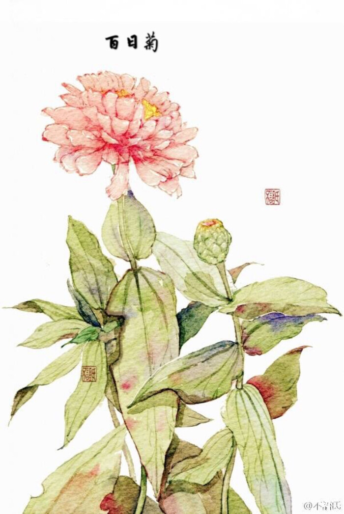 百日菊,作者见水印