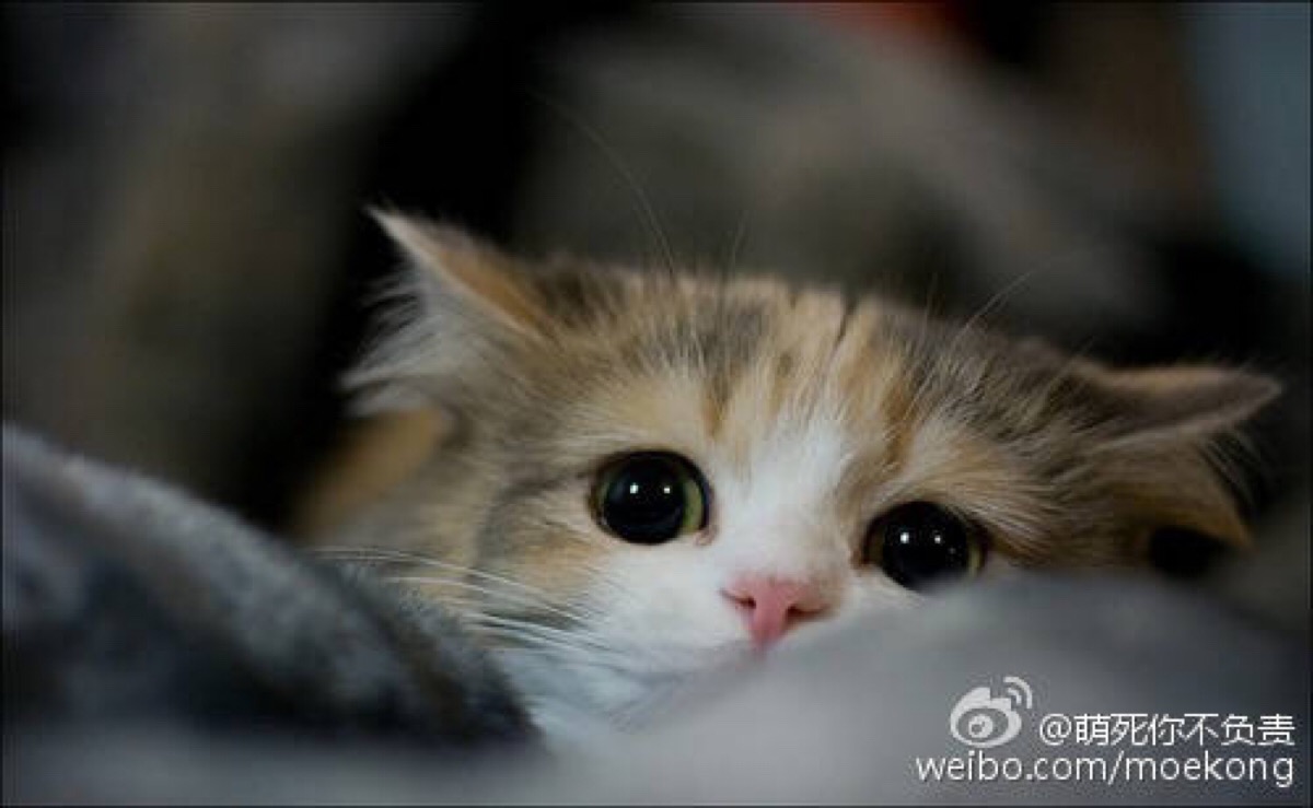 小奶猫 