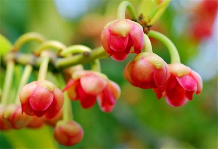 红茴香花:国家二级保护植物