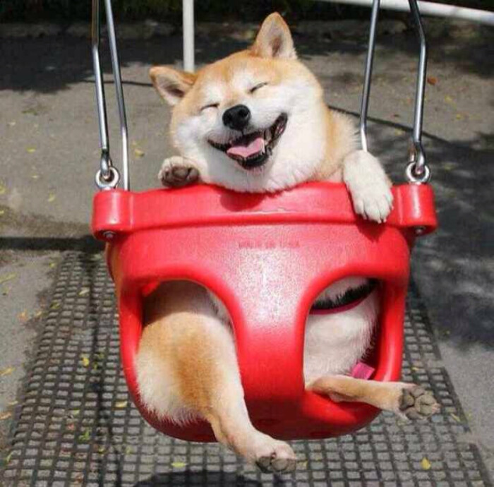 可爱的柴犬嘤