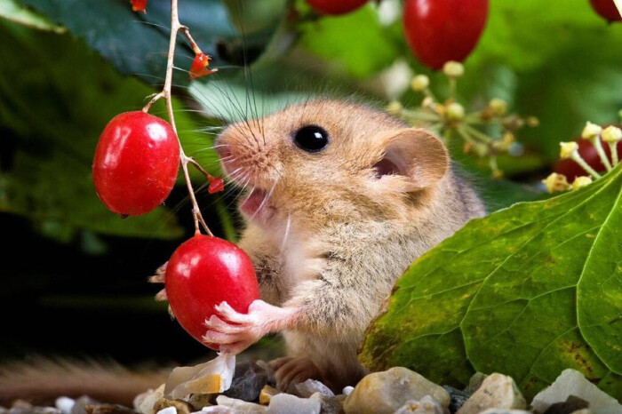 可爱的榛睡鼠~--榛睡鼠是重点保护的濒危…-堆