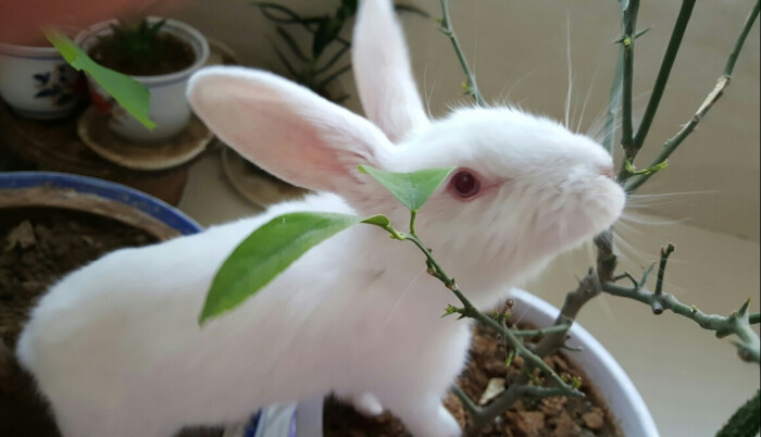 我家的兔子在吃无花果树的叶子 它能上天!…-堆