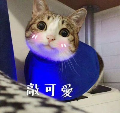 猫の表情包n(*≥▽≤*)n