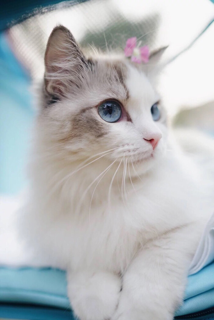 头像 萌宠 喵星人 汪星人 兔子 可爱 呆萌 搞怪 个性 猫咪 可爱 动物