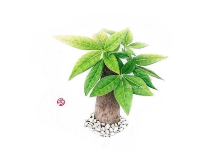 插画 插画师 菜菜小白 zxs 日绘 清新 艺术 文艺 手绘植物 发财树