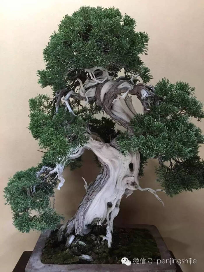 带你走进日本最顶级的盆景园,旁听大师讲座
