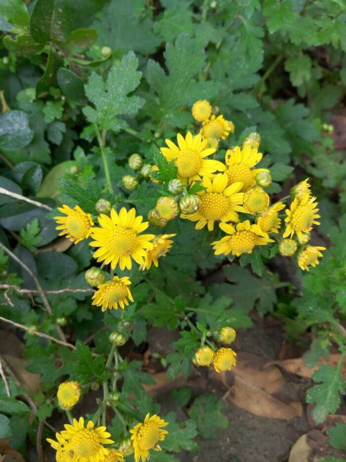 野菊花 