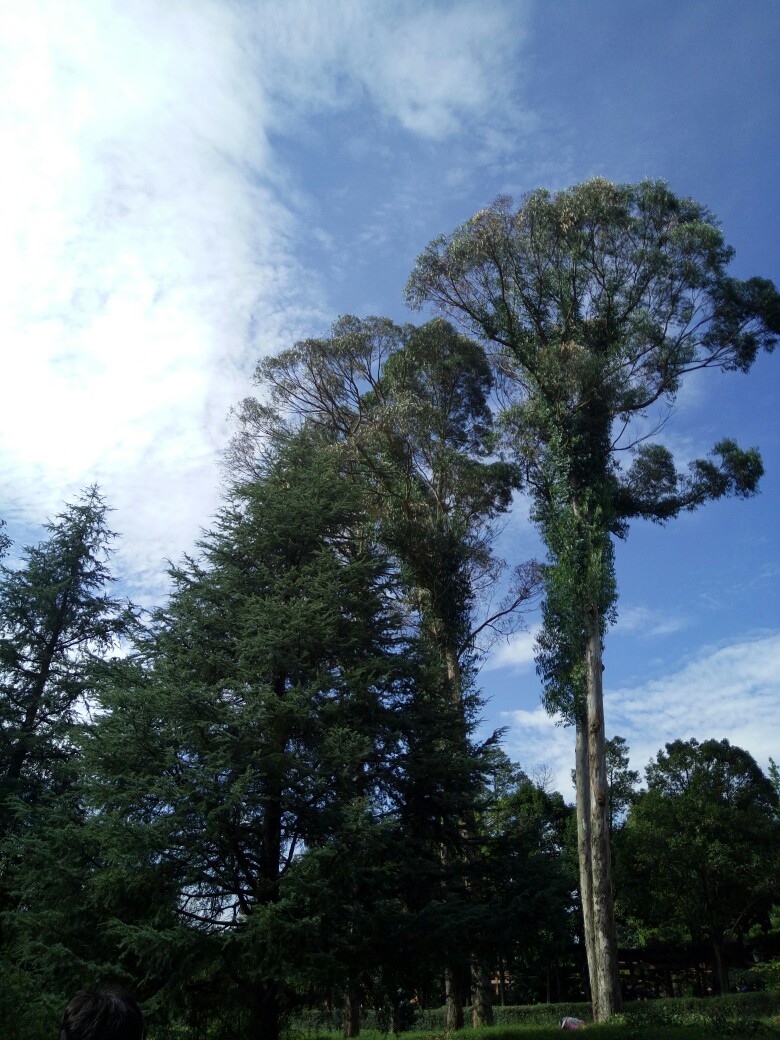 云南昆明的植物园,高大挺拔的松树