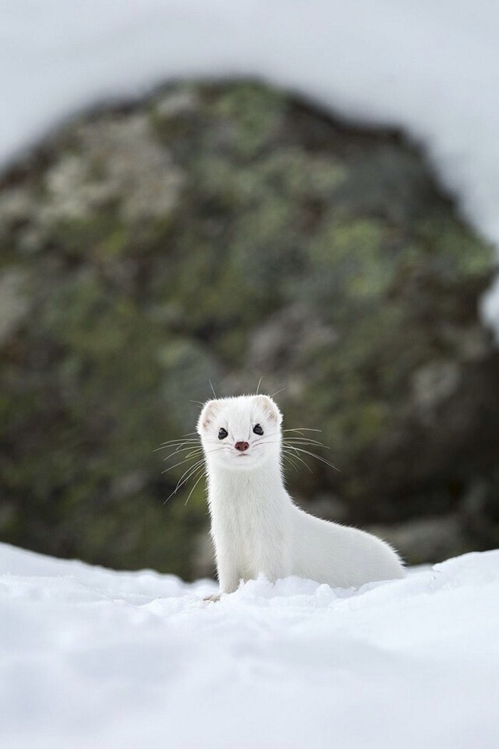 雪地里的可爱动物组图-雪貂