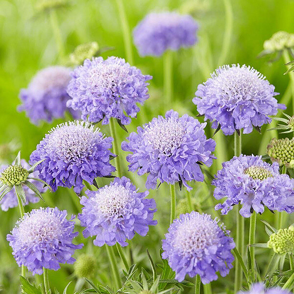日本蓝盆花,新引进国内的盆栽品种,在国外有着极高的人气!