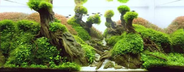 鱼缸中的造景艺术,美到窒息的水下世界