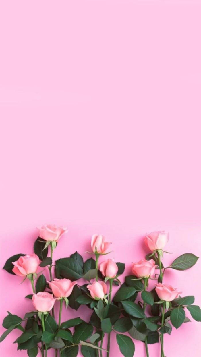 壁纸 粉色系 玫瑰