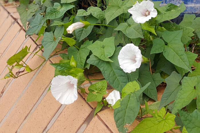 湖大体育馆旁的白色牵牛花