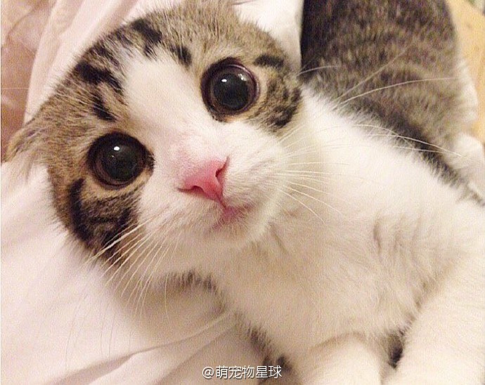 萌宠物星球
