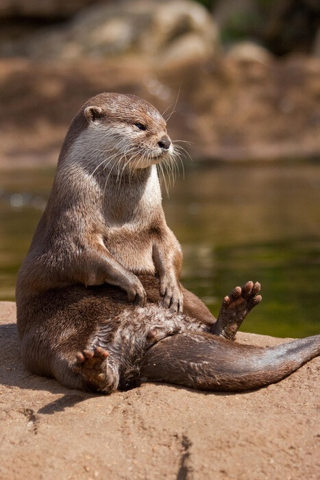 otter | river otters.