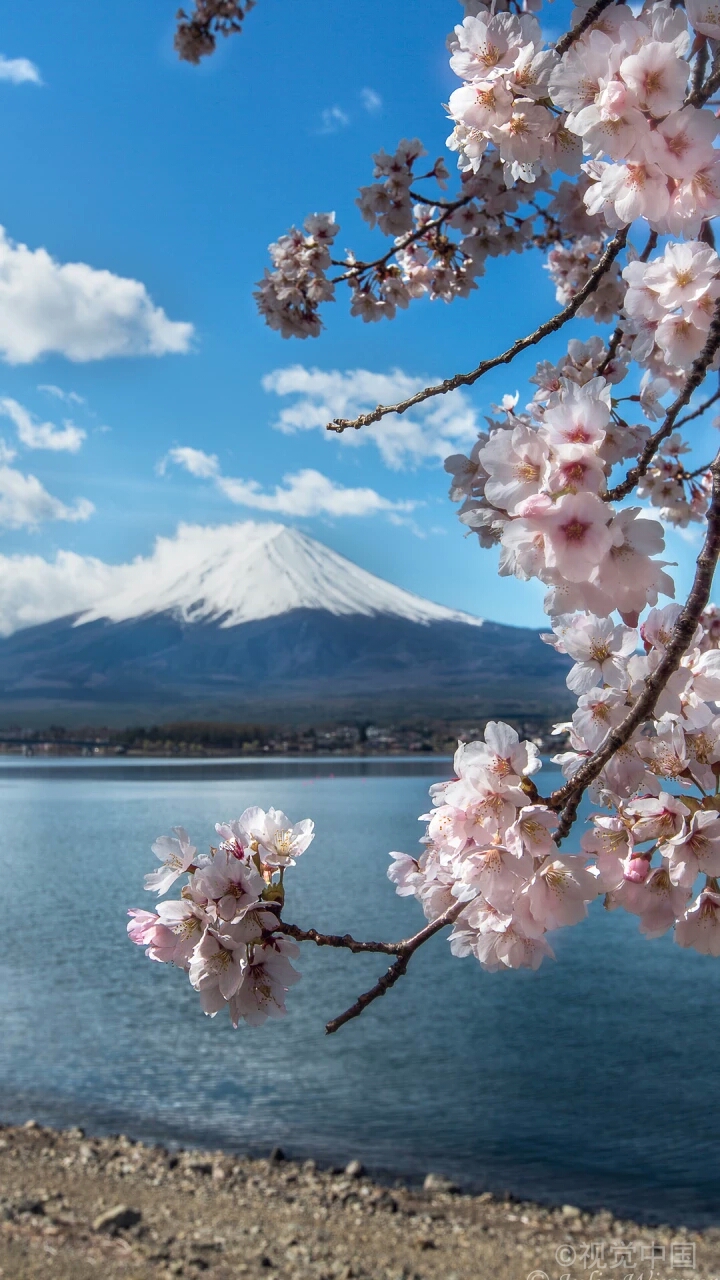 手机壁纸 风景 樱花富士山