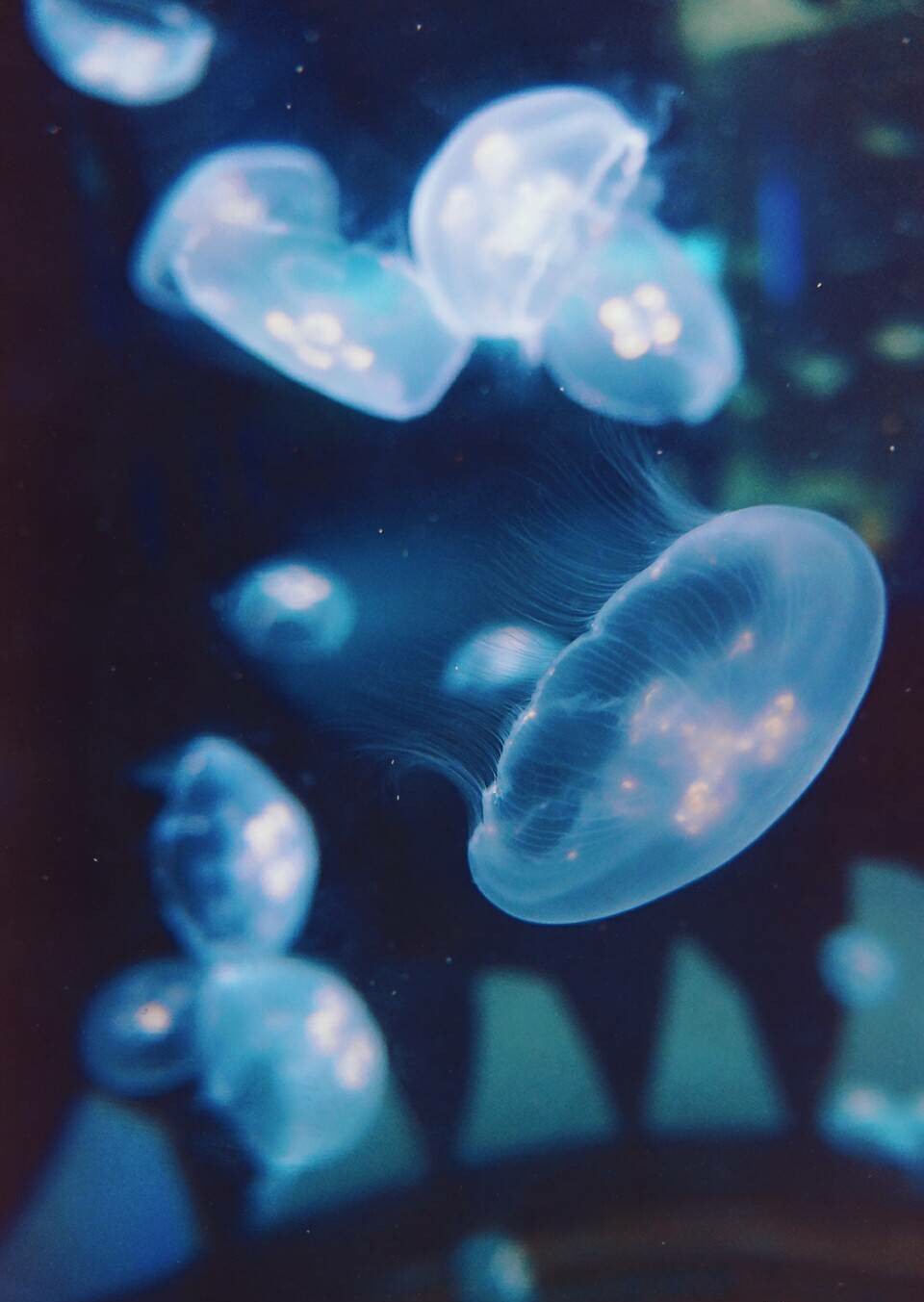 水母.
