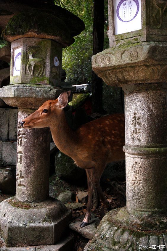 日本庭院,神社等里常见的元素:石灯笼