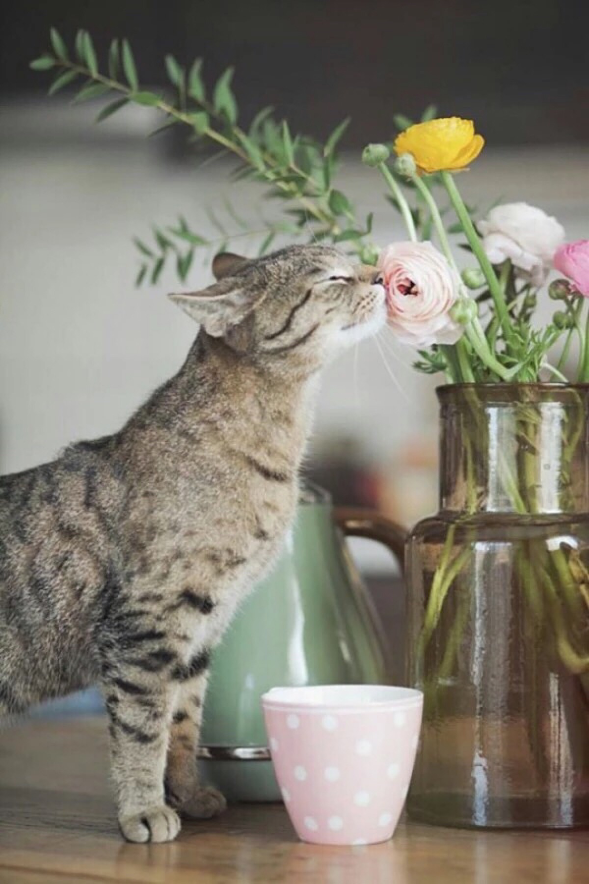 搞怪 个性 猫咪 可爱 动物 大眼猫 萌娃 萌萌哒 甜美系动物 锁屏壁纸