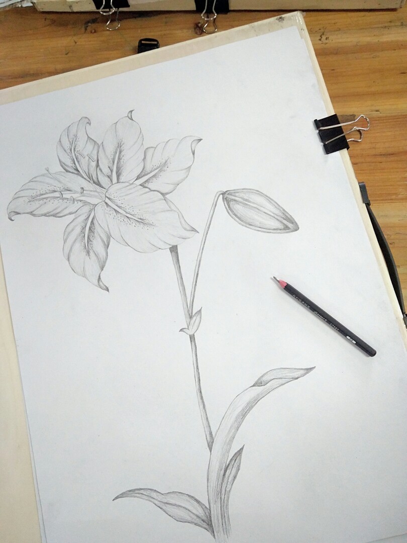 花朵 素描 手绘 黑白