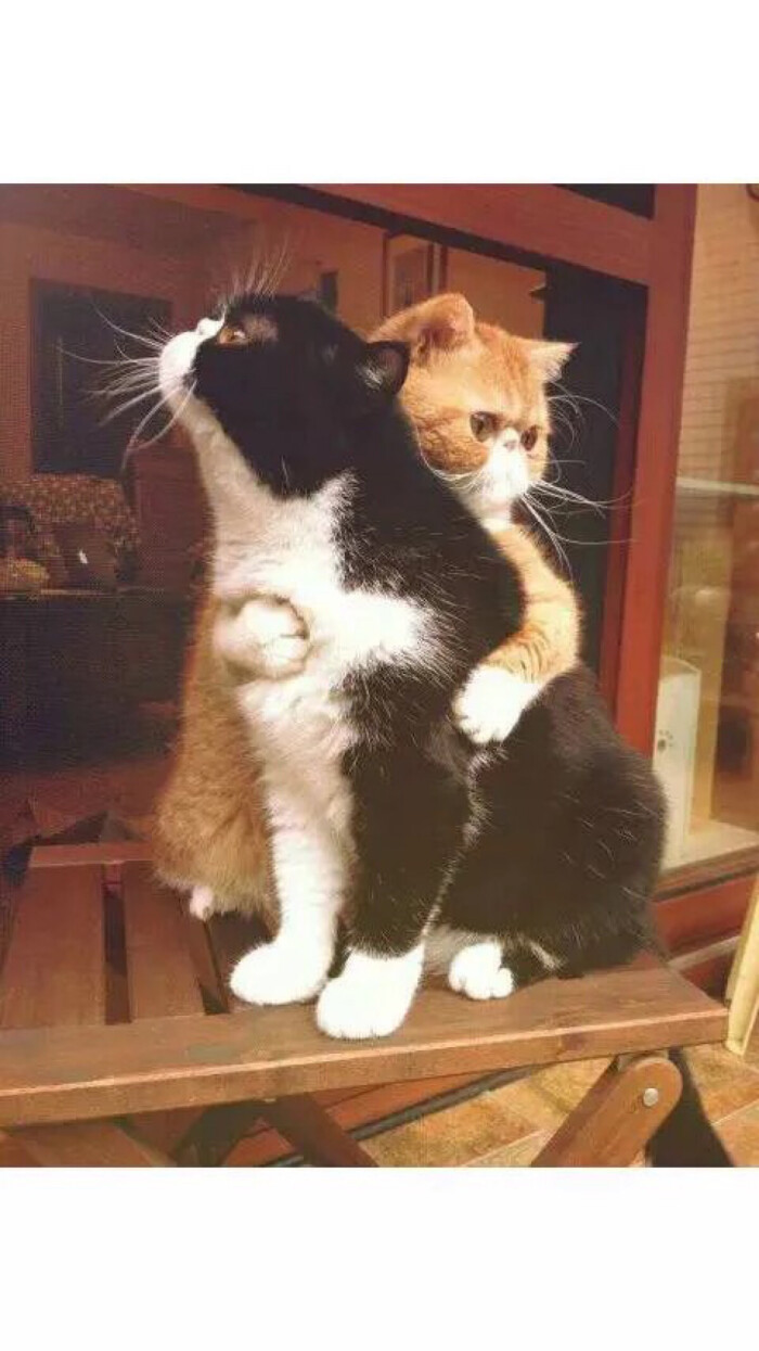 可爱 呆萌 搞怪 个性 猫咪 可爱 动物 大眼猫 萌娃 萌萌哒 甜美系动物