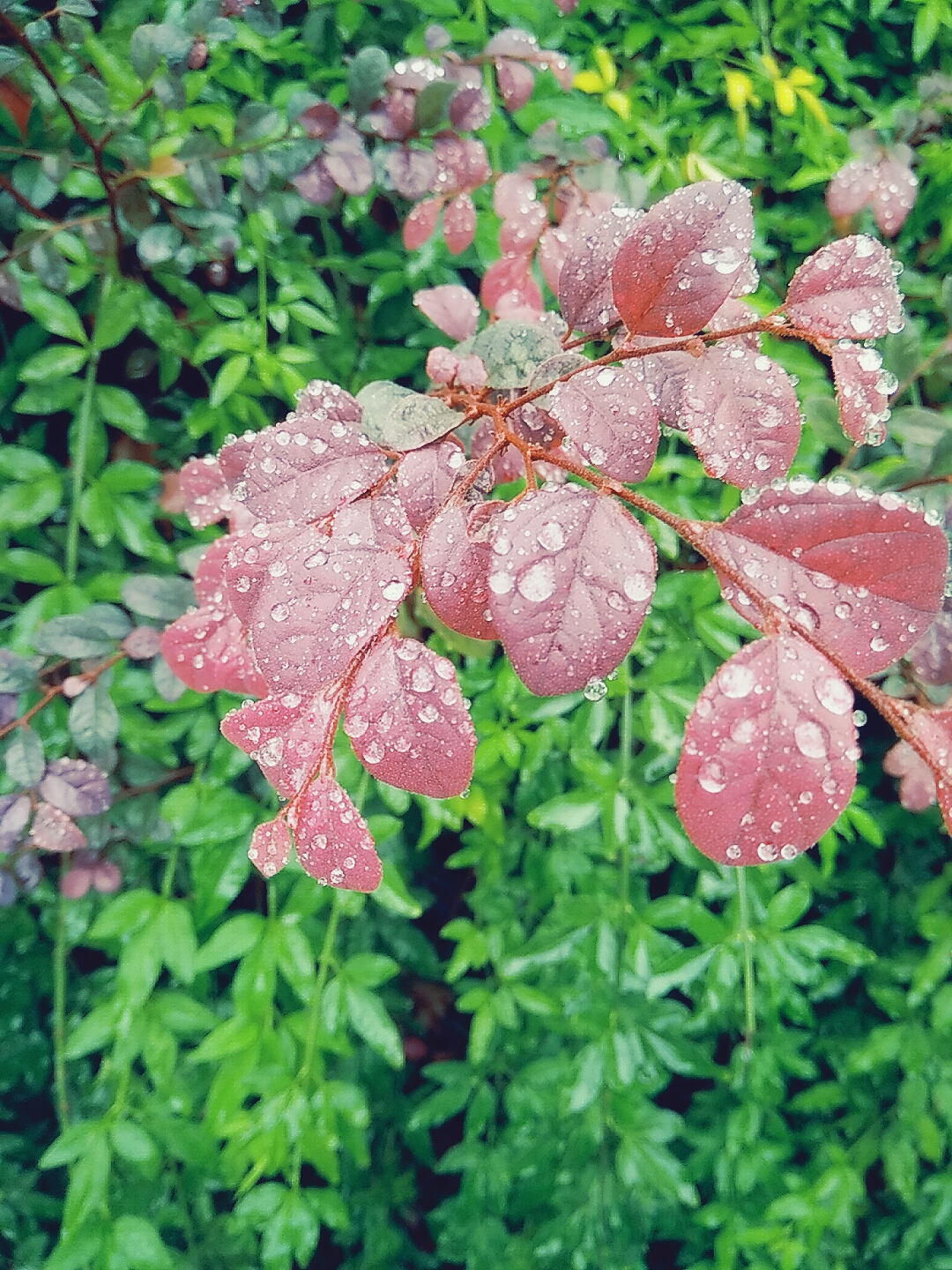 雨中风景