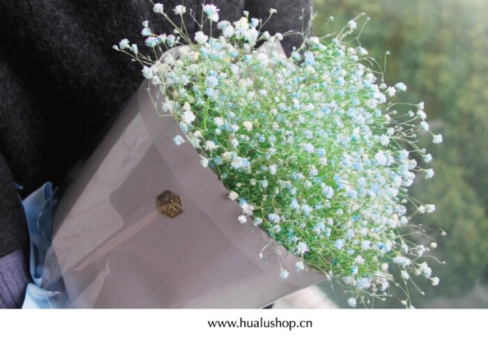 满天星(gypsophila),原名为重瓣丝石竹,石竹科丝石竹属.