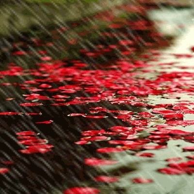 秋雨淅沥如诉,繁叶惊起雨珠,晶莹溅碎暗绿,荡涤华丽满目.#国史古风