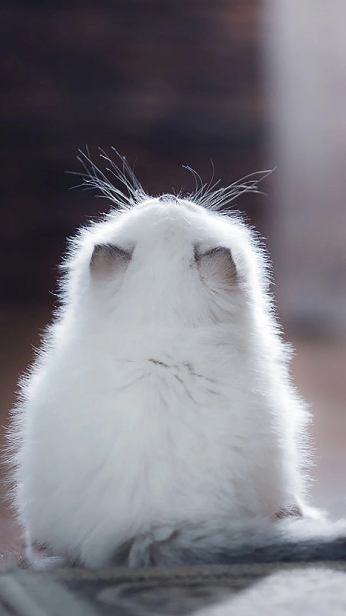 头像 萌宠 喵星人 汪星人 兔子 可爱 呆萌 搞怪 个性 猫咪 可爱 动物