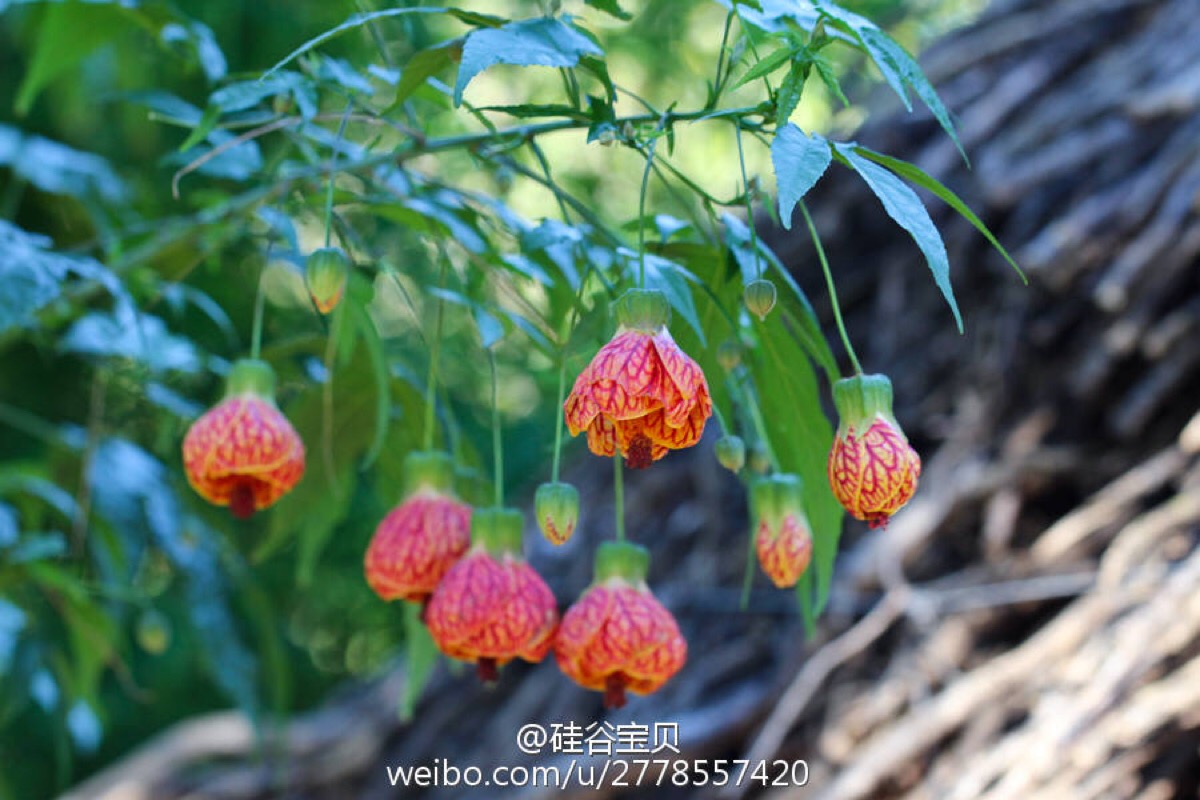 纹瓣悬铃花,别名金铃花,风铃花,猩猩花,灯笼花,宫灯花,吊灯花,是锦葵