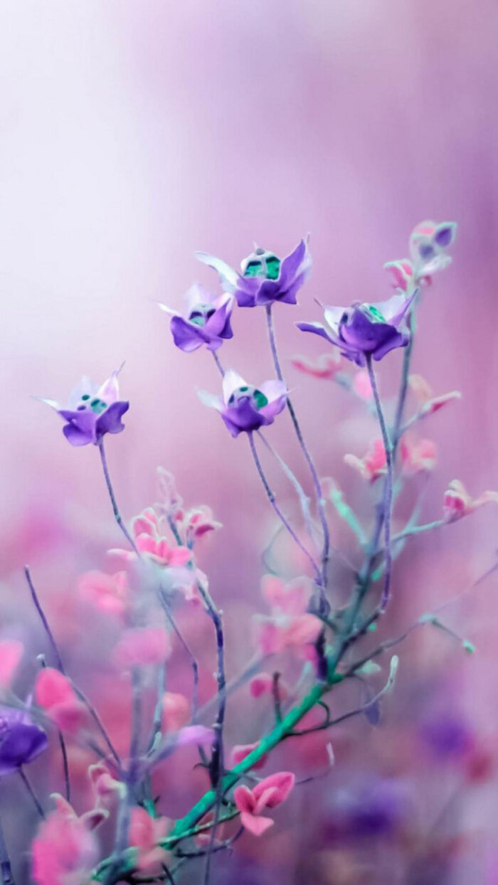 紫色和粉红色的花朵手机壁纸