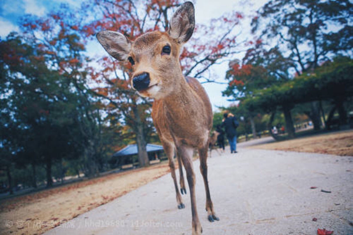 小鹿