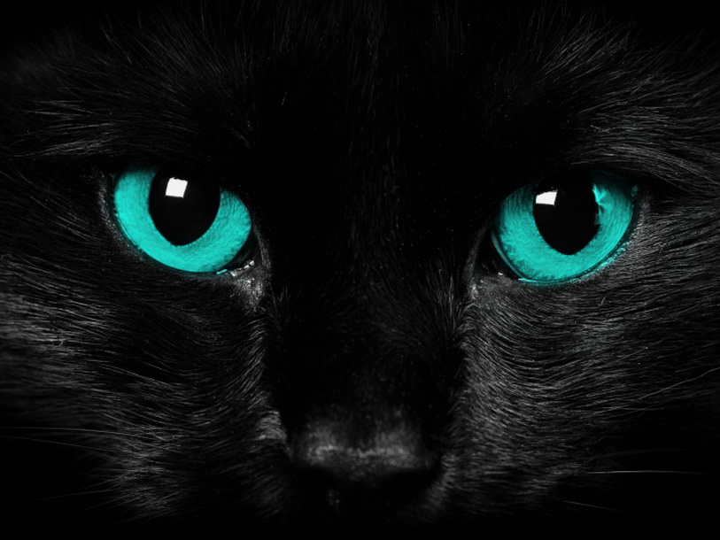 迷人的黑猫眼睛
