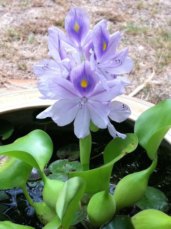 凤眼蓝(水葫芦)