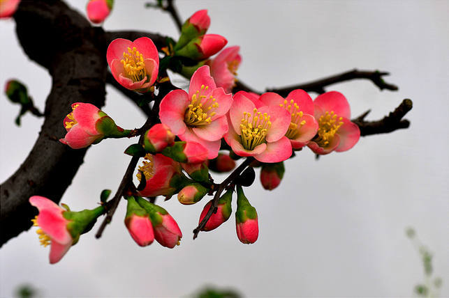 海棠花