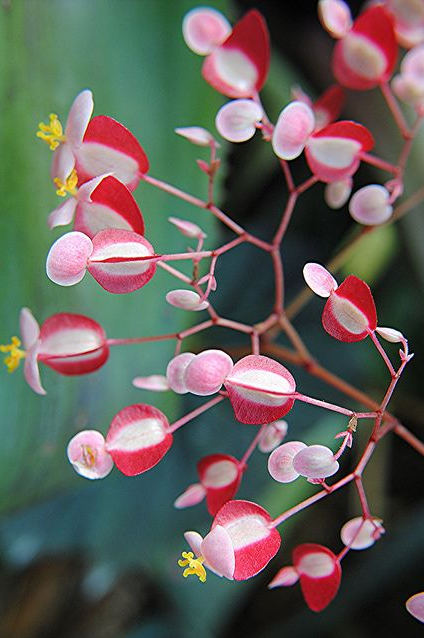 秋海棠花