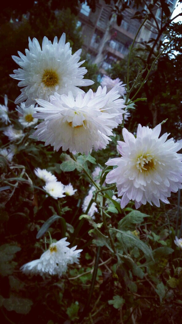 白菊