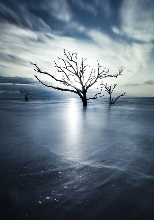 被冰封的树