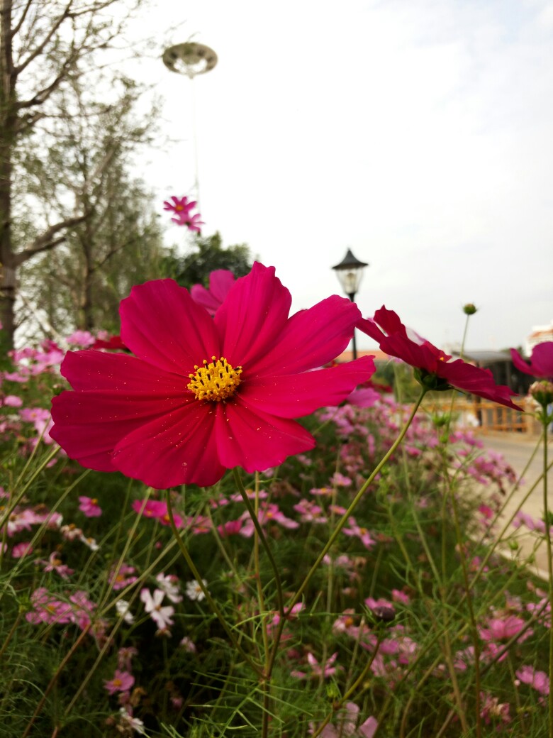 格桑花 
