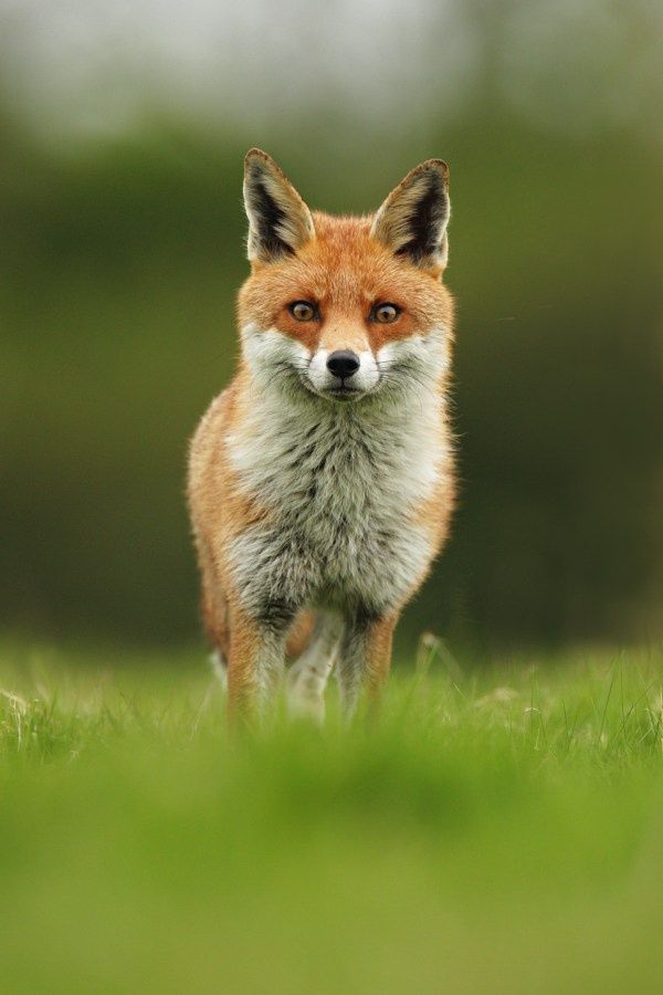 狐狸#红狐#耳廓狐#白狐#尾巴#狐尾#野生动物#fox#red fox#fennc#white