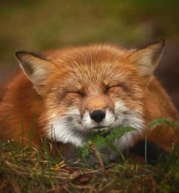 狐狸#红狐#耳廓狐#白狐#尾巴#狐尾#野生动物#fox#red fox#fennc#white