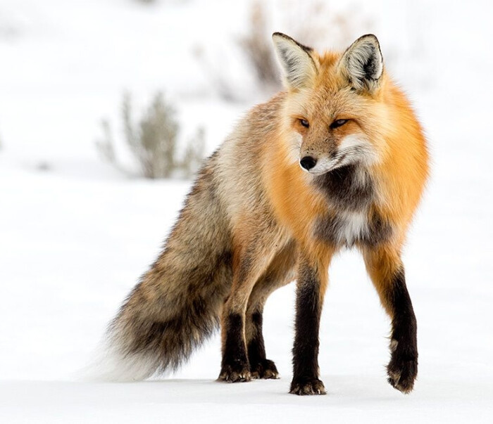 狐狸#红狐#耳廓狐#白狐#尾巴#狐尾#野生动物#fox#red fox#fennc#white