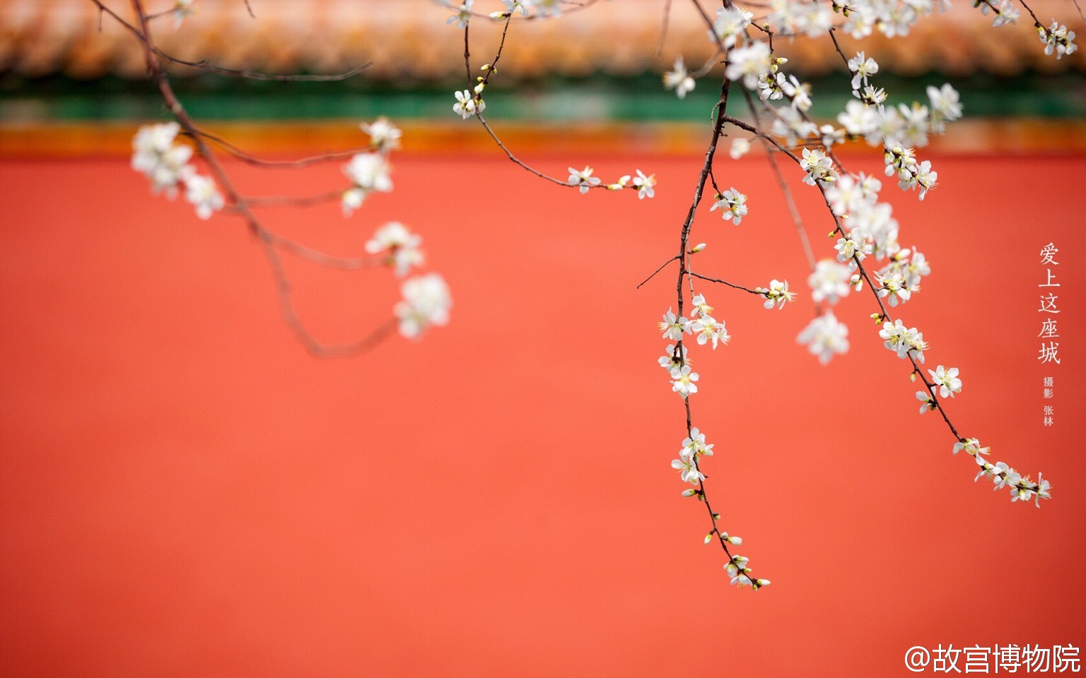 【大菇凉】【繁花宫墙 夏炽秋凉】故宫 宫墙 花