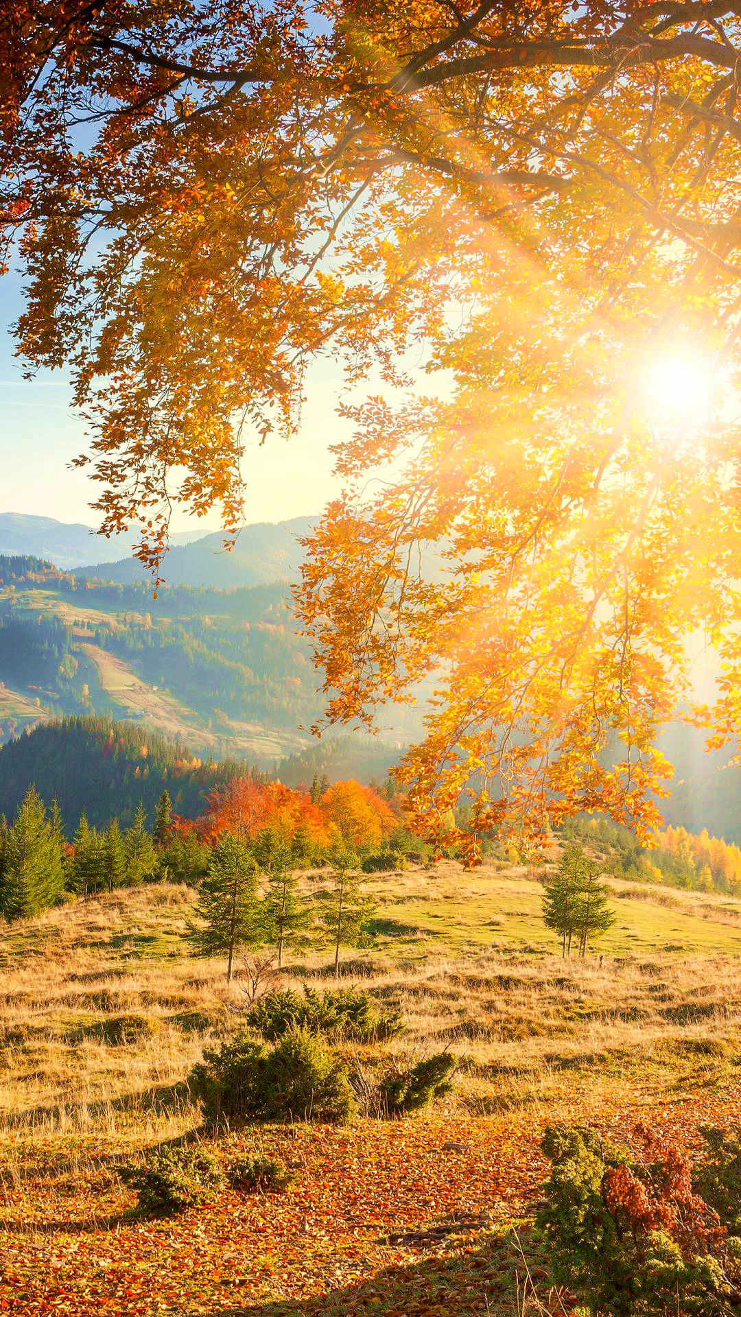 金色的阳光透过树缝洒落在草地上,林间片片秋叶黄绿半匀,秋高气爽,别