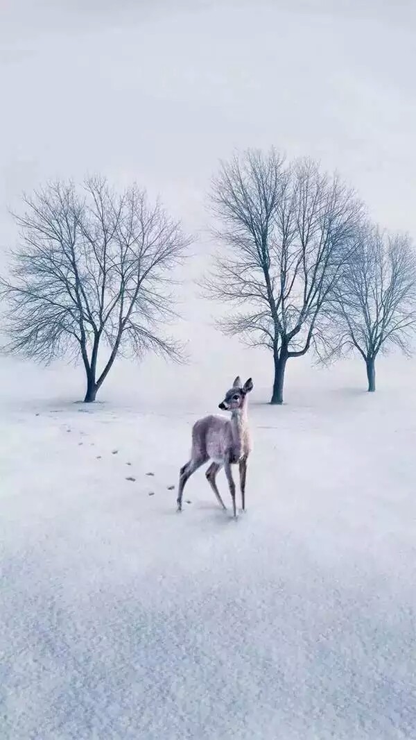 【壁纸】冬季雪地小鹿