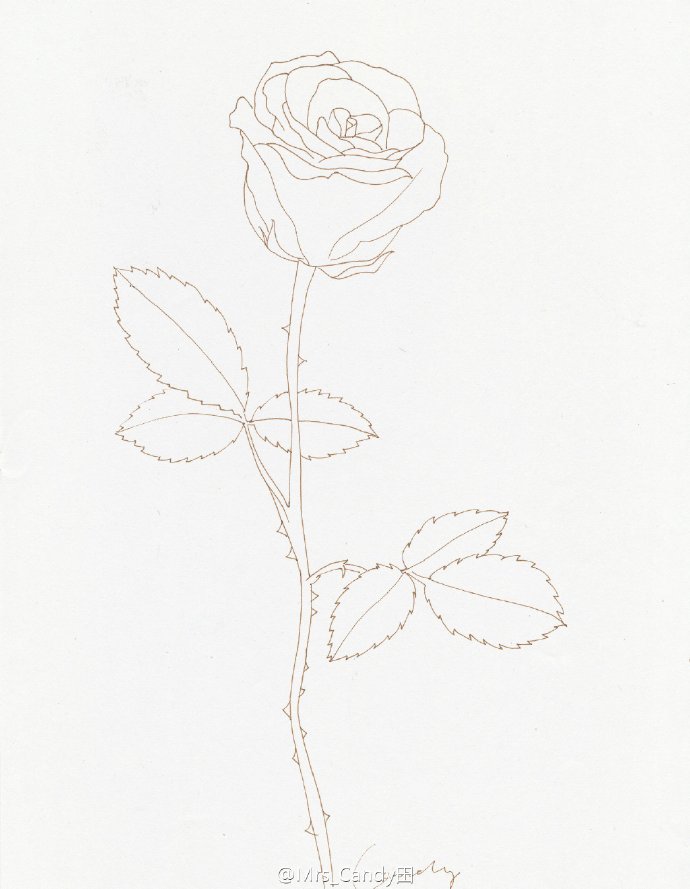 考虑玫瑰花瓣层次有点多,附上上一条水彩玫瑰过程中玫瑰的线稿~高