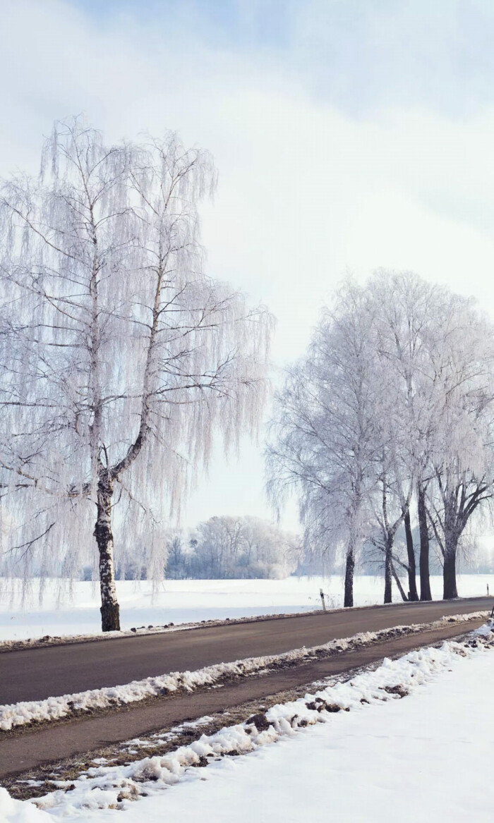 壁纸 雪景 树